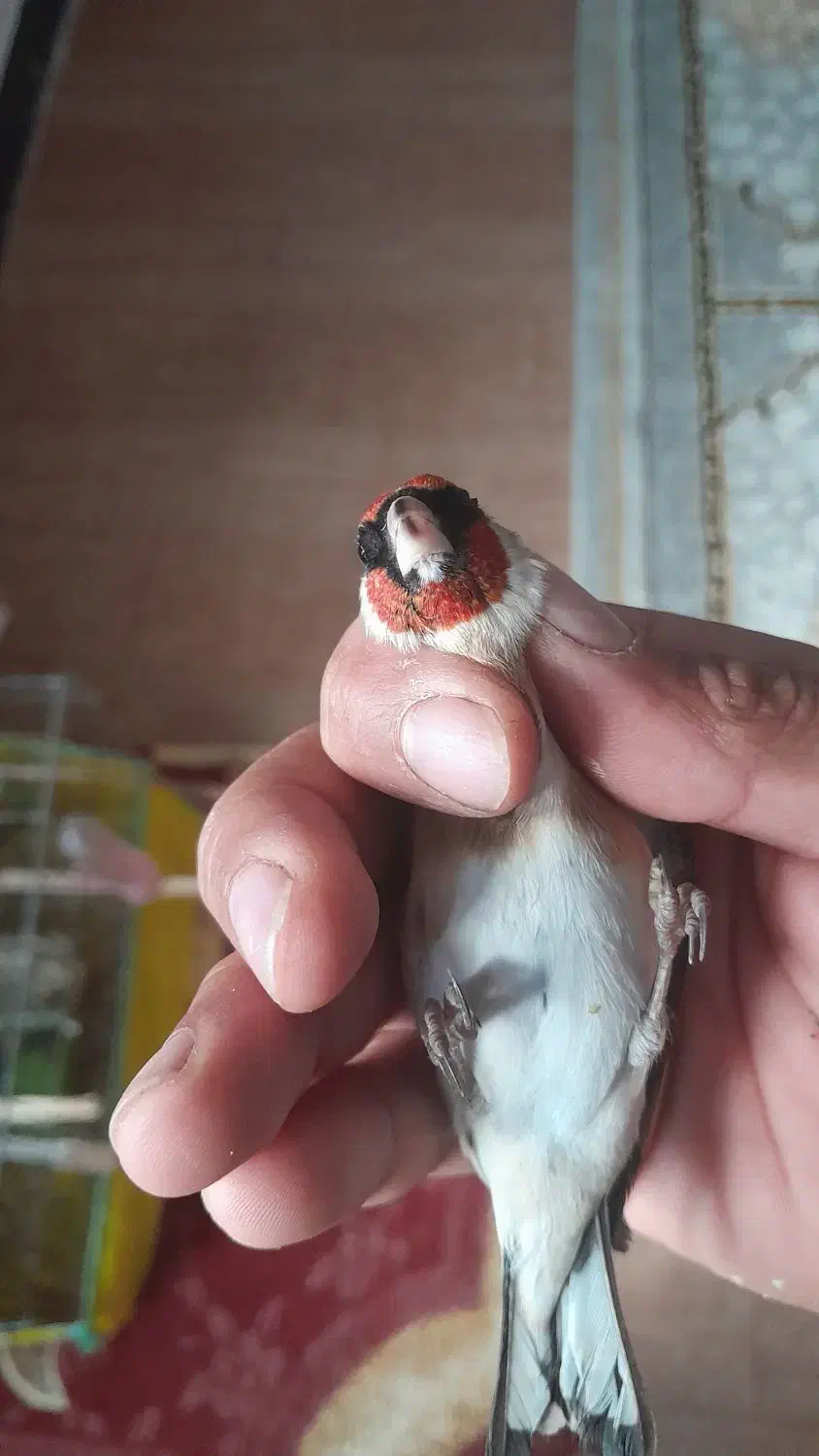 سهره چونه سفیدنر خاص|پرنده|پارس‌آباد, |دیوار