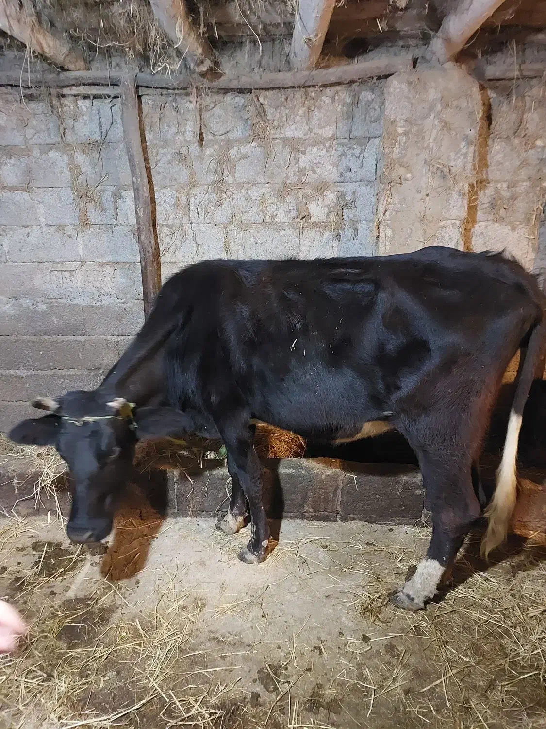 گاو و لیشه دورگ جوان|حیوانات مزرعه|سنگر, |دیوار