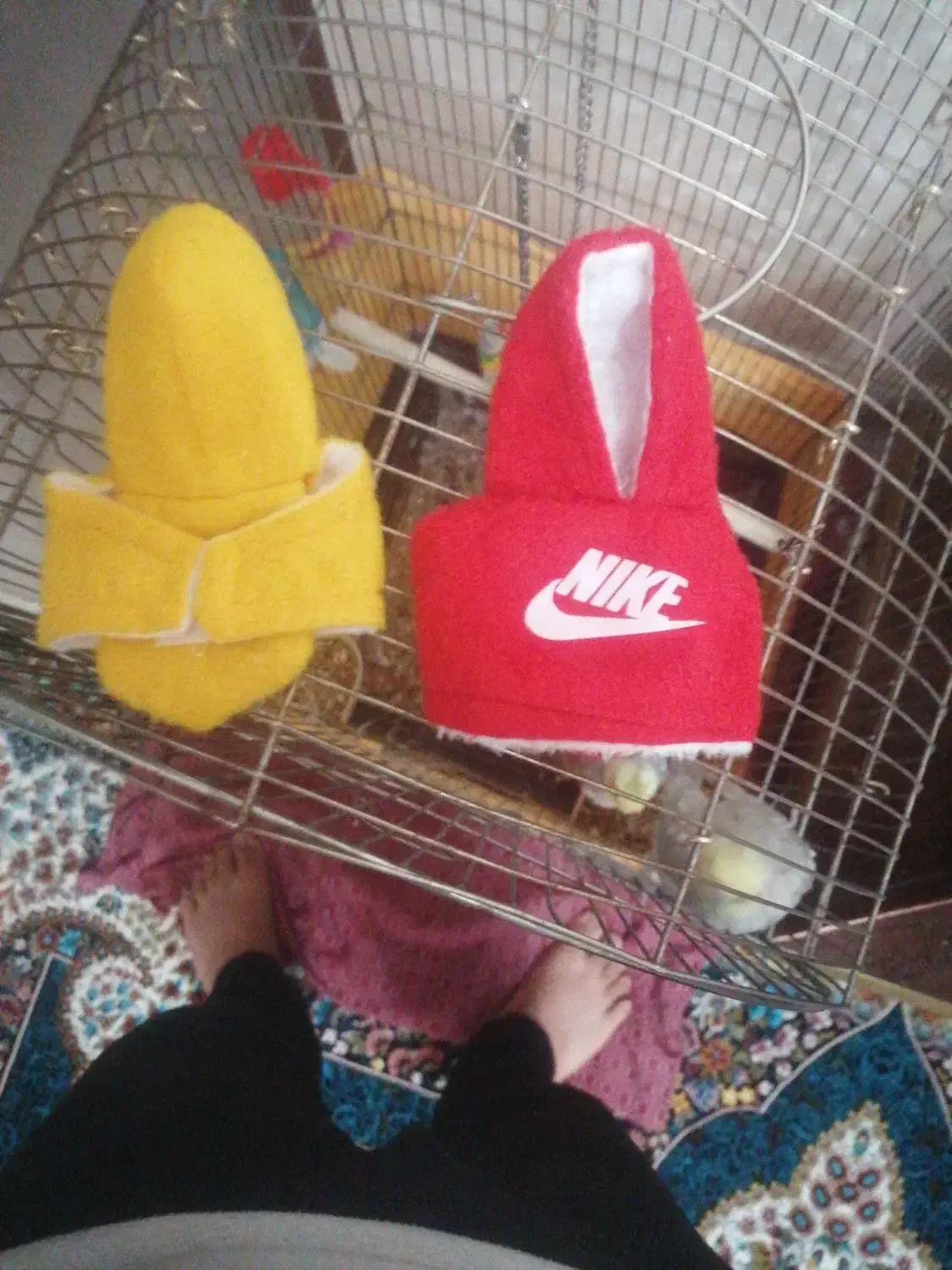 عروس هلندی|پرنده|صباشهر, |دیوار