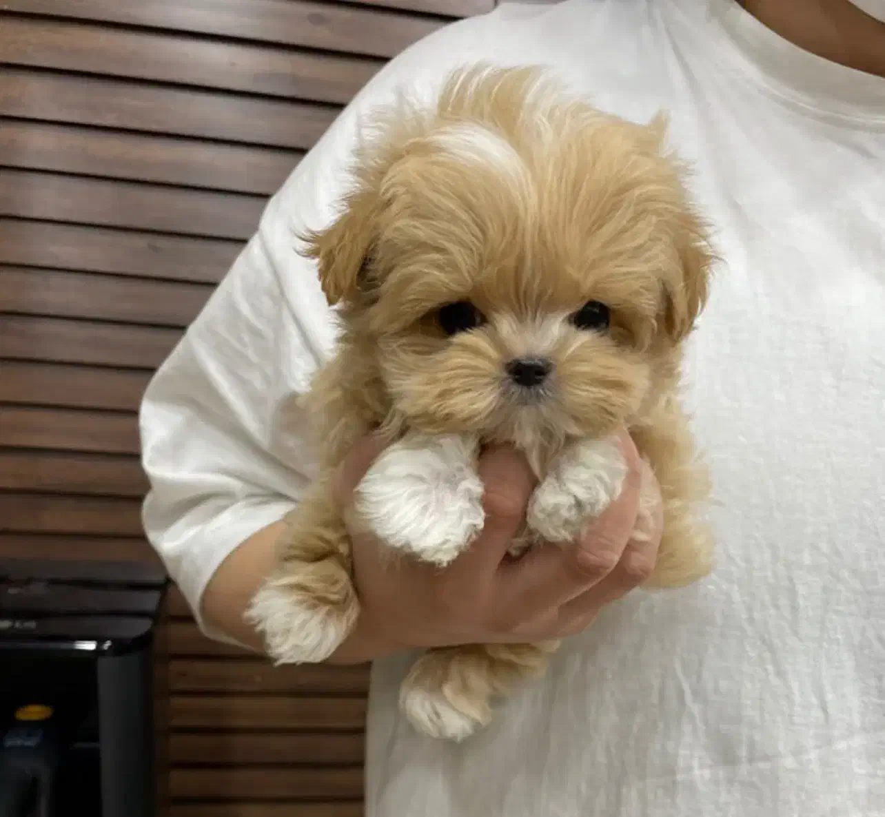 pooodle|سگ|تهران, سعادت‌آباد|دیوار