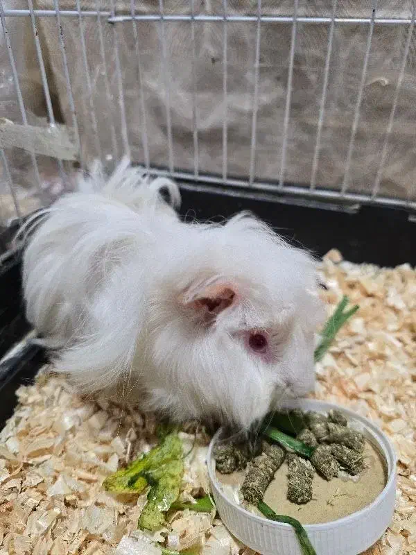 خوکچه هندی مو بلند|موش و خرگوش|اهواز, گلستان|دیوار