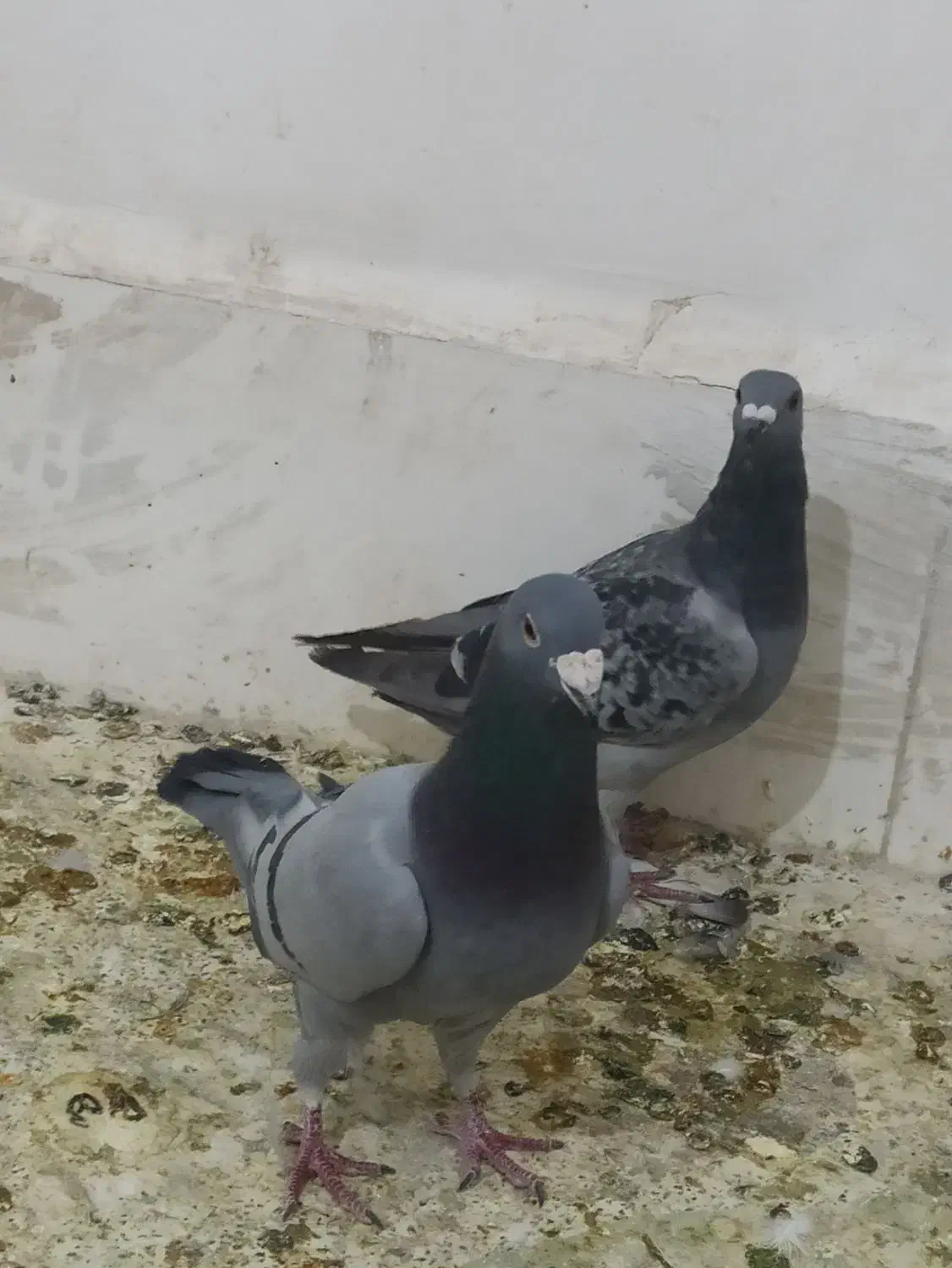 زهگ|پرنده|زهک, |دیوار