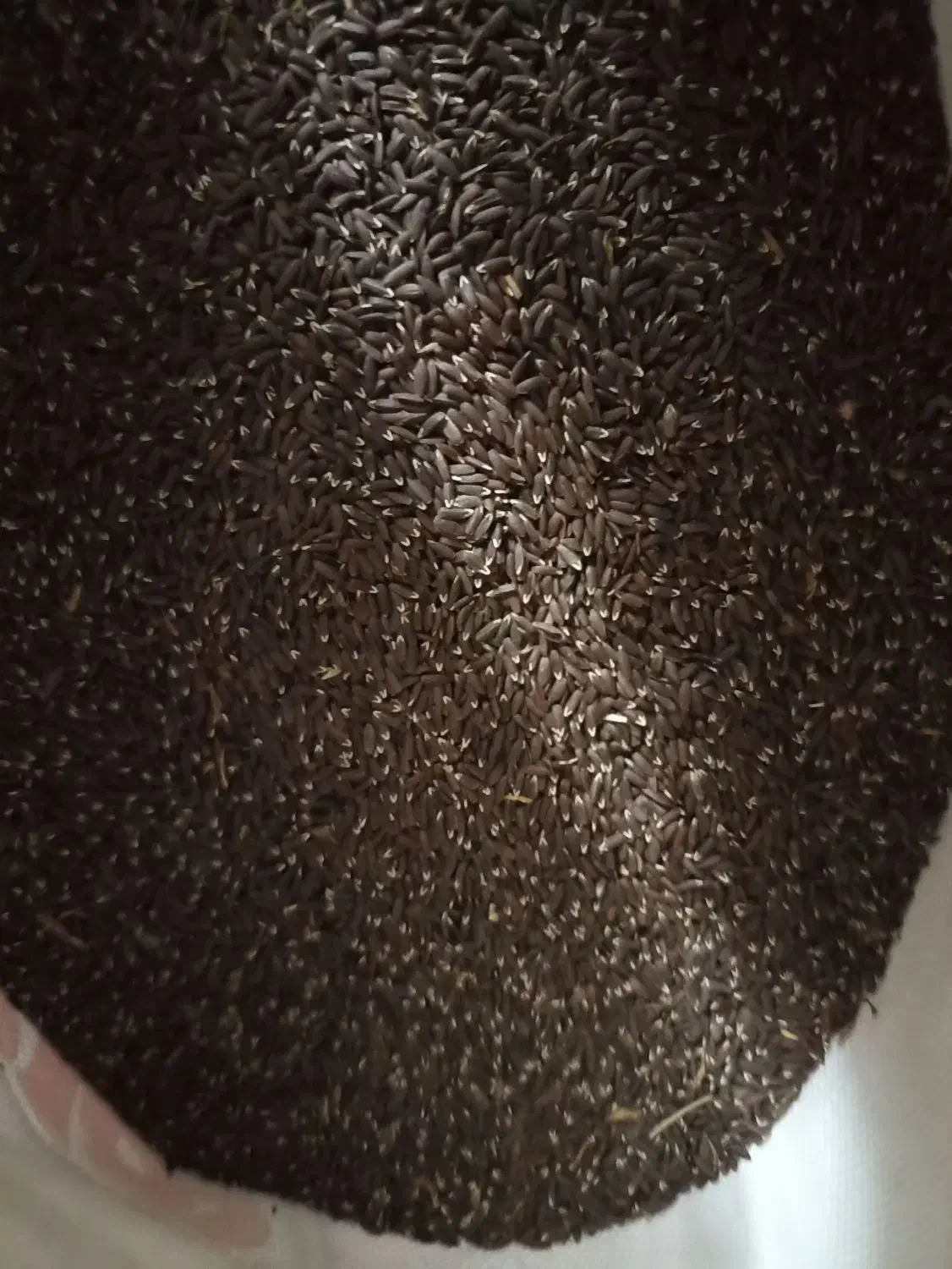 بزرک|خوردنی و آشامیدنی|قم, محمد آباد|دیوار