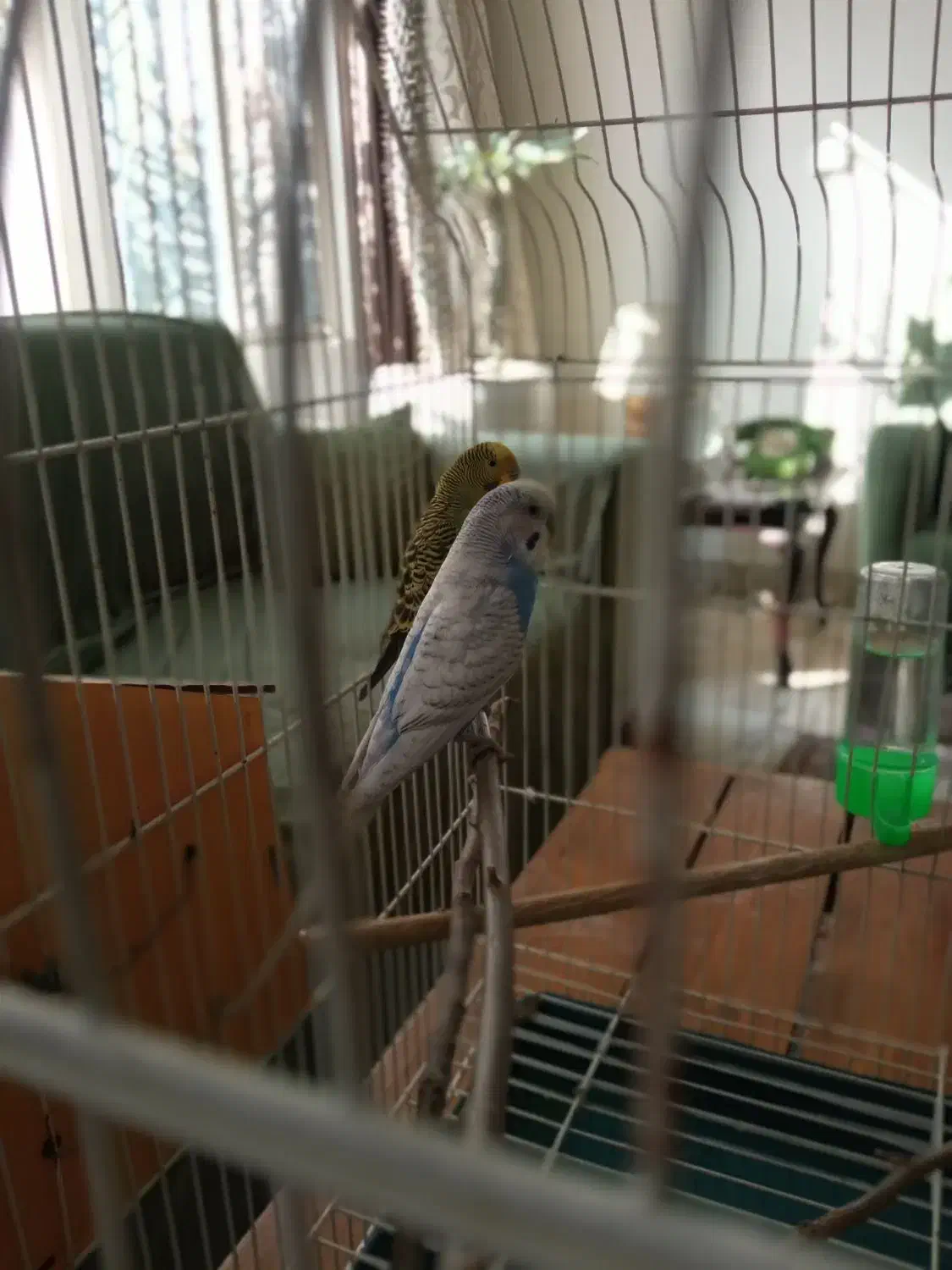 مرغ عشق نر سفید آبی دم بلند بسیار زیبا|پرنده|تهران, ایران|دیوار