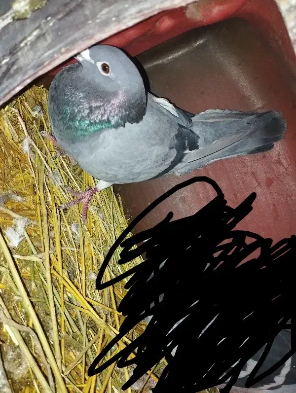 ماده پلاکی باخت رفته|پرنده|گل تپه, |دیوار