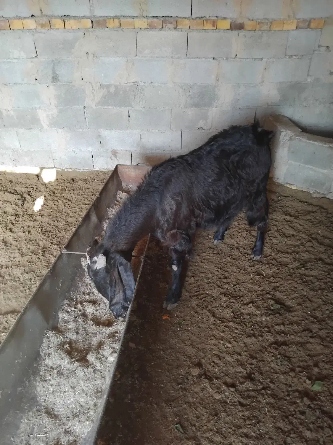 بزوبزغاله|حیوانات مزرعه|گنبد کاووس, |دیوار