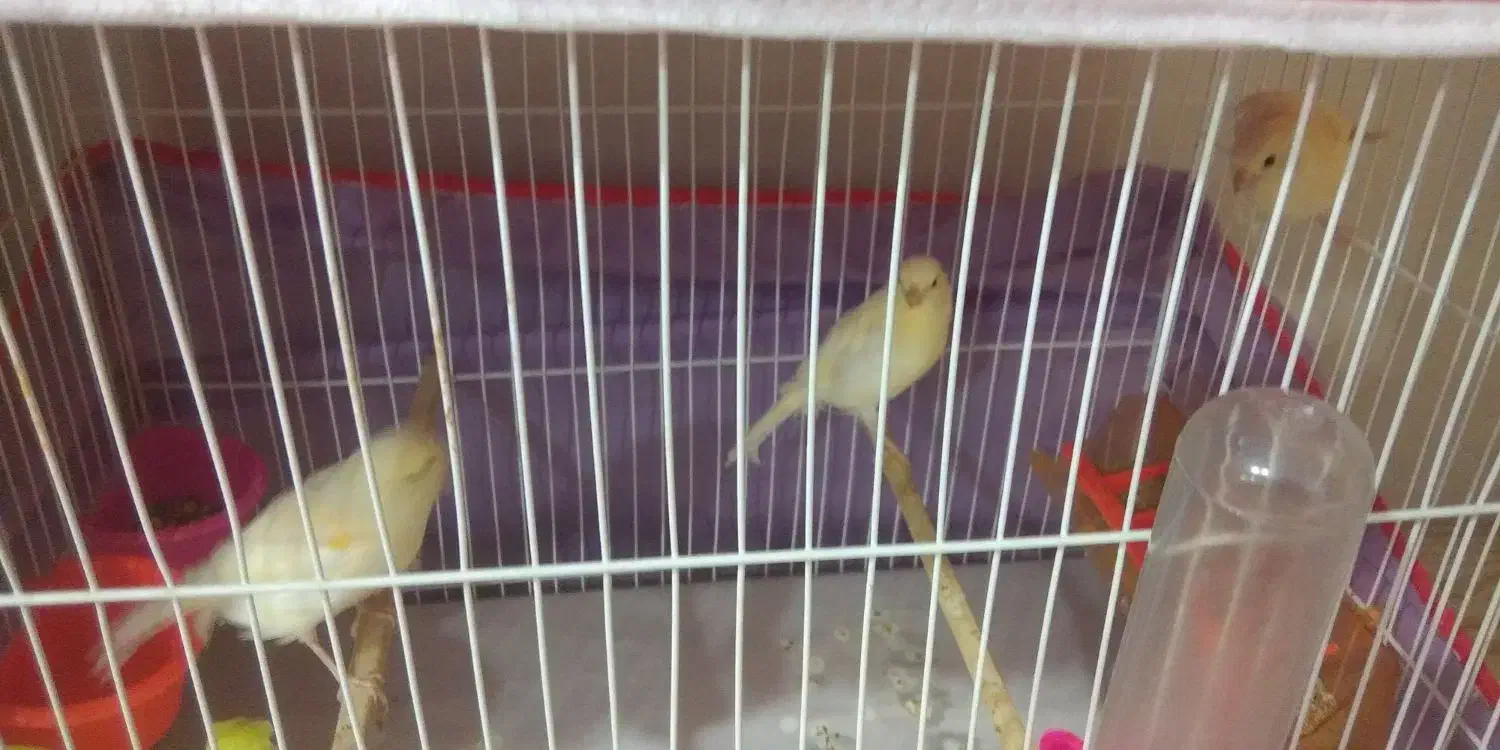 قناری نر موزاییکی بالغ و جوجه جمع کن|پرنده|چناران, |دیوار