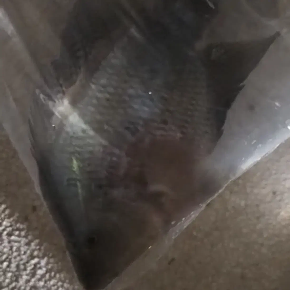 ماهی فلاور بزرگ و مولی مولد|ماهی|گراش, |دیوار