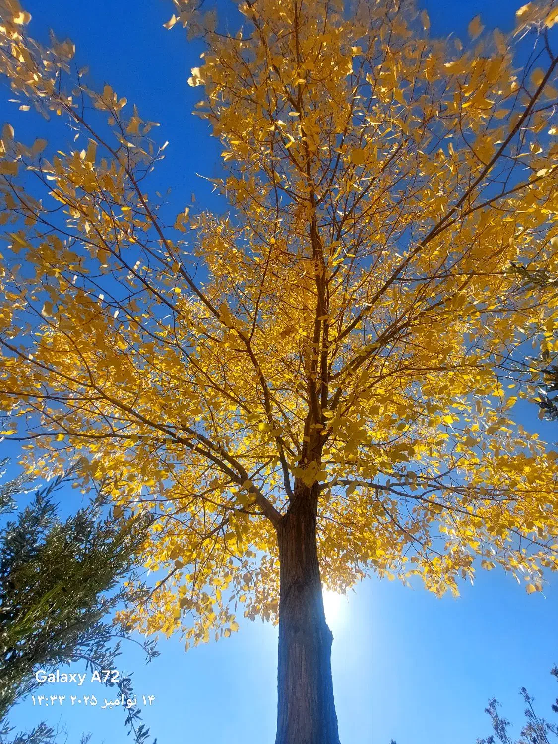 کلید دار ویلا استخر دار .در هفت باغ،ابیاری و هرس|خدمات باغبانی و درختکاری|ماهان, |دیوار