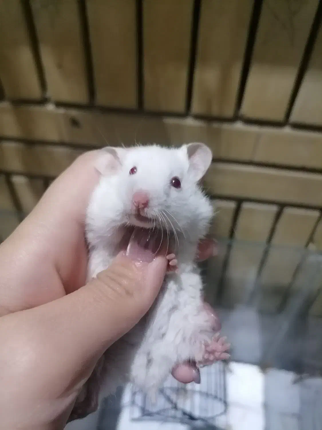 همستر بازیگوش|موش و خرگوش|مشهد, سرافرازان|دیوار