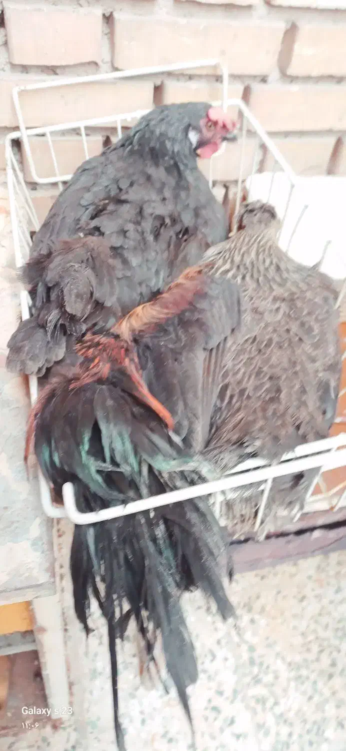 خروس و مرغ|حیوانات مزرعه|خرمشهر, |دیوار