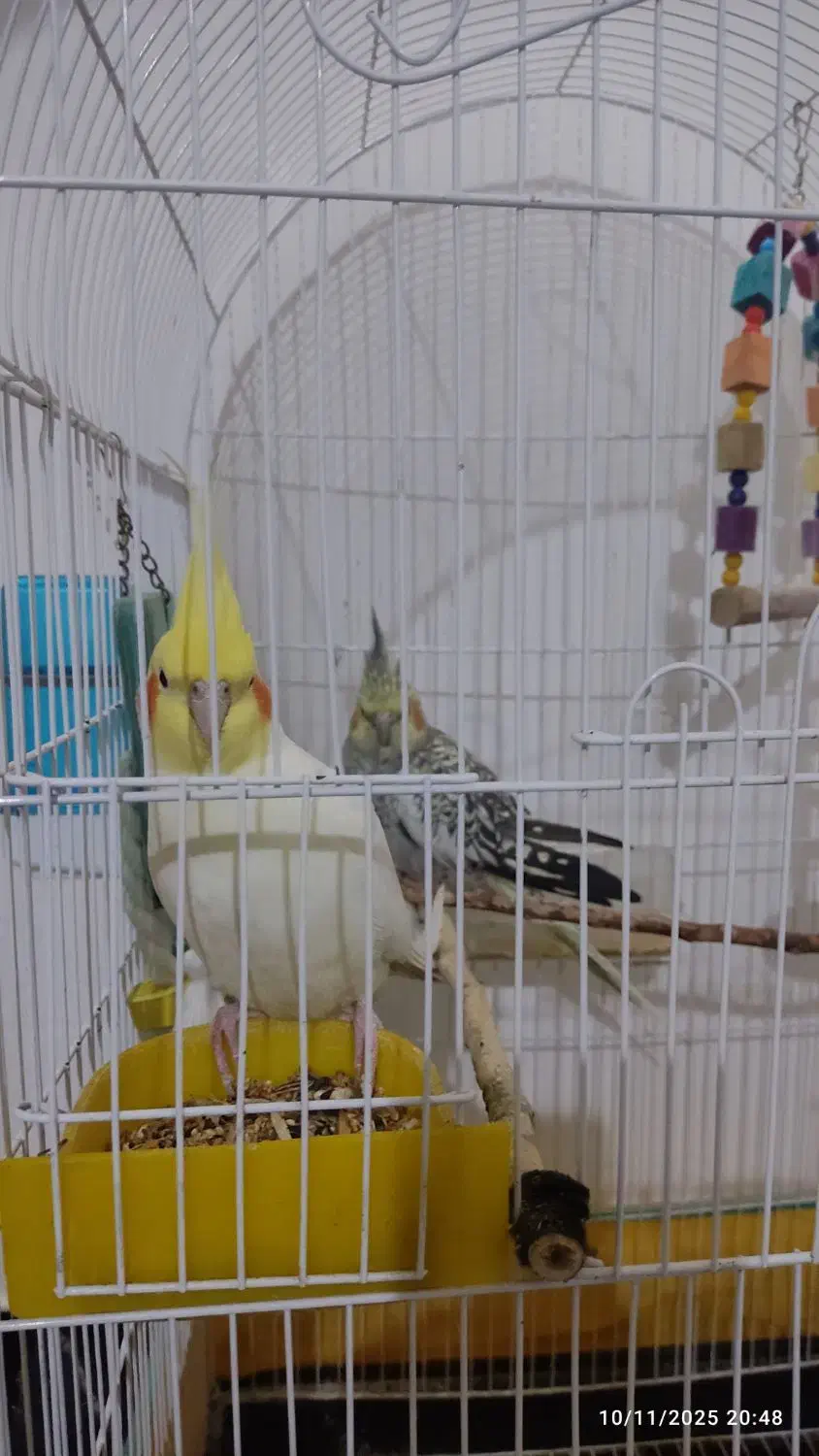 عروس هلندی یک جفت|پرنده|نسیم‌شهر, |دیوار