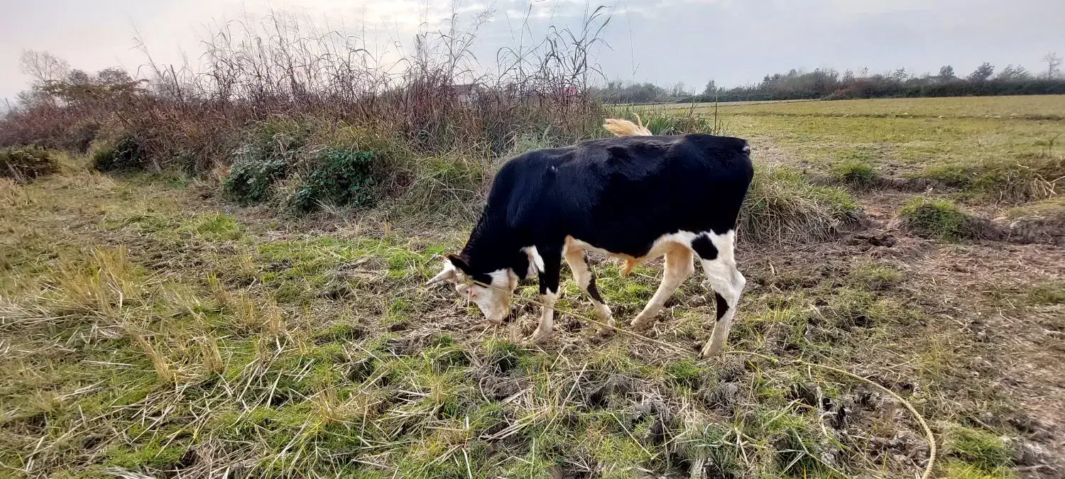 سه راس گاو نر|حیوانات مزرعه|سیاهکل, |دیوار