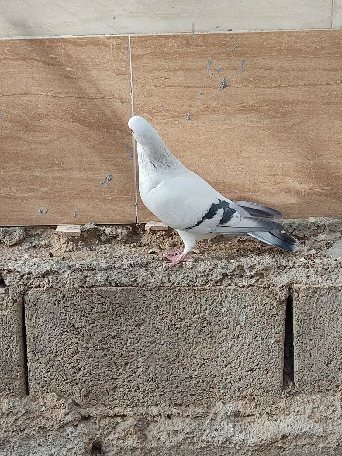 فروش شامی نر|پرنده|شیراز, درکی|دیوار