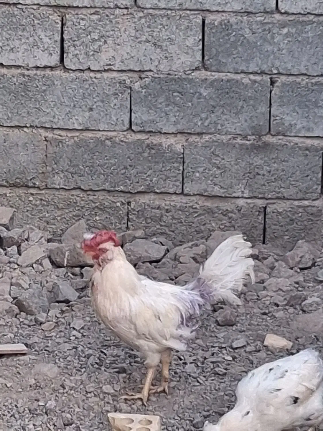 دوخروس خوب|حیوانات مزرعه|کهنوج, |دیوار