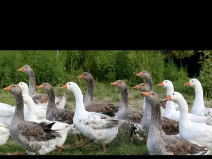 اردک وغاز محلی ارکانیک|حیوانات مزرعه|رضوانشهر, |دیوار