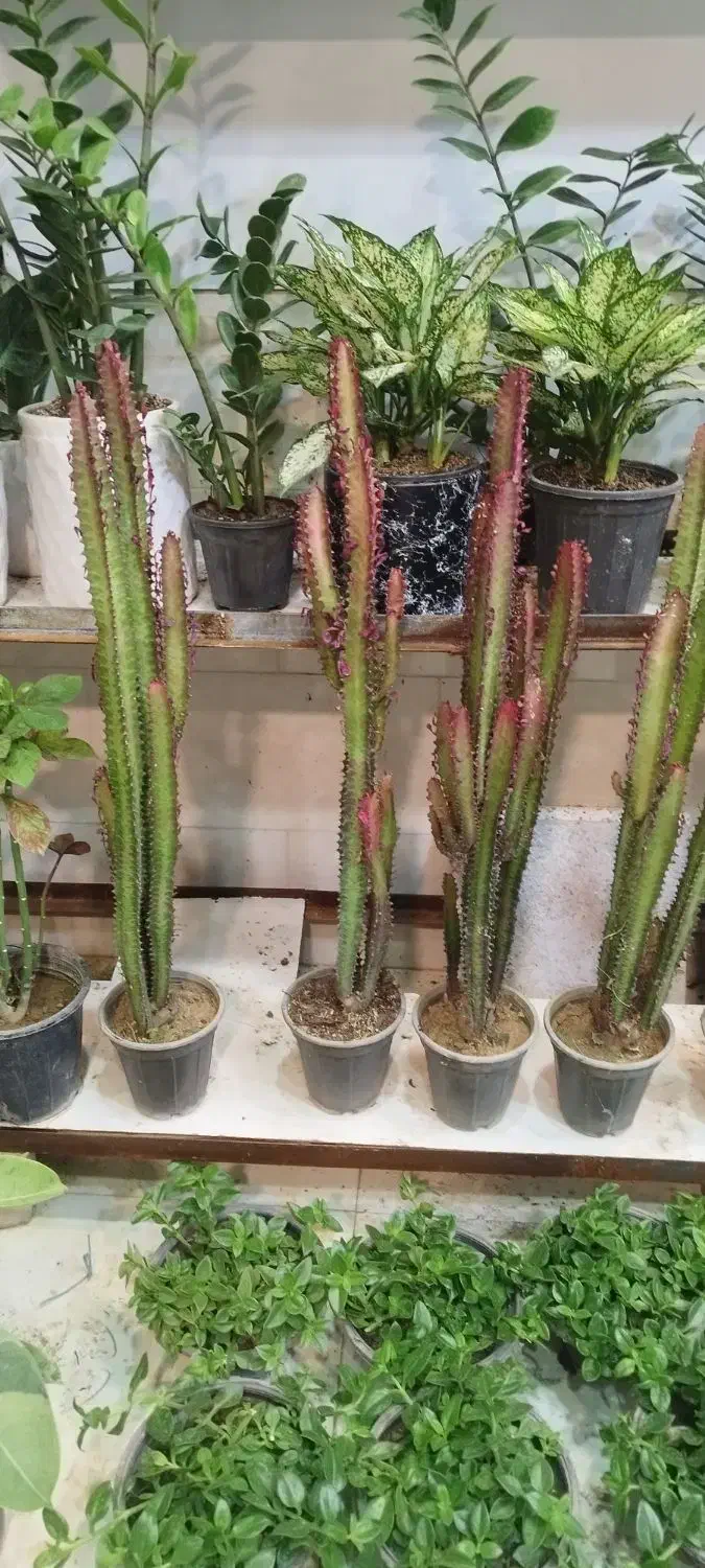 بامبوپتوس سانسوریاهمه قیمت مناسب|گل و گیاه طبیعی|مشهد, کارگران|دیوار