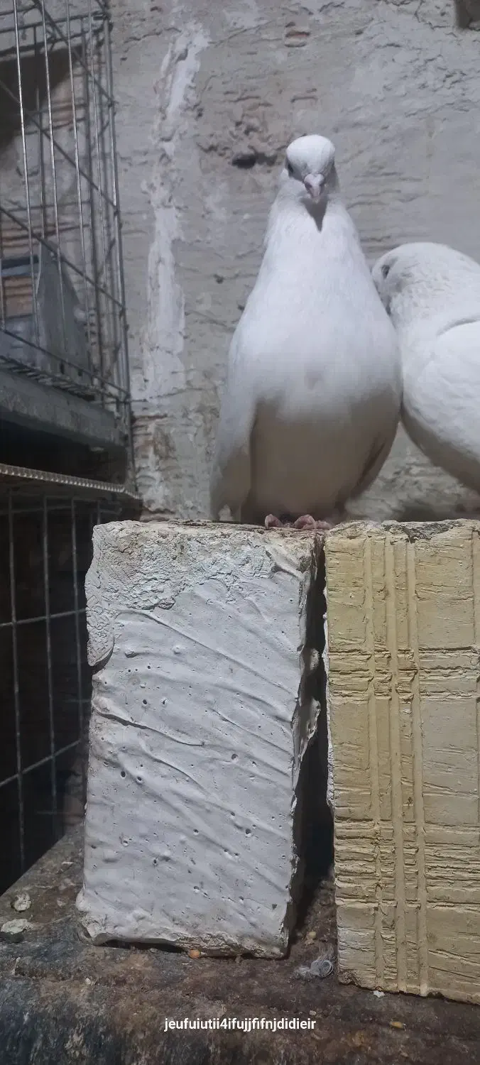 کبوتر سفید|پرنده|ارومیه, |دیوار