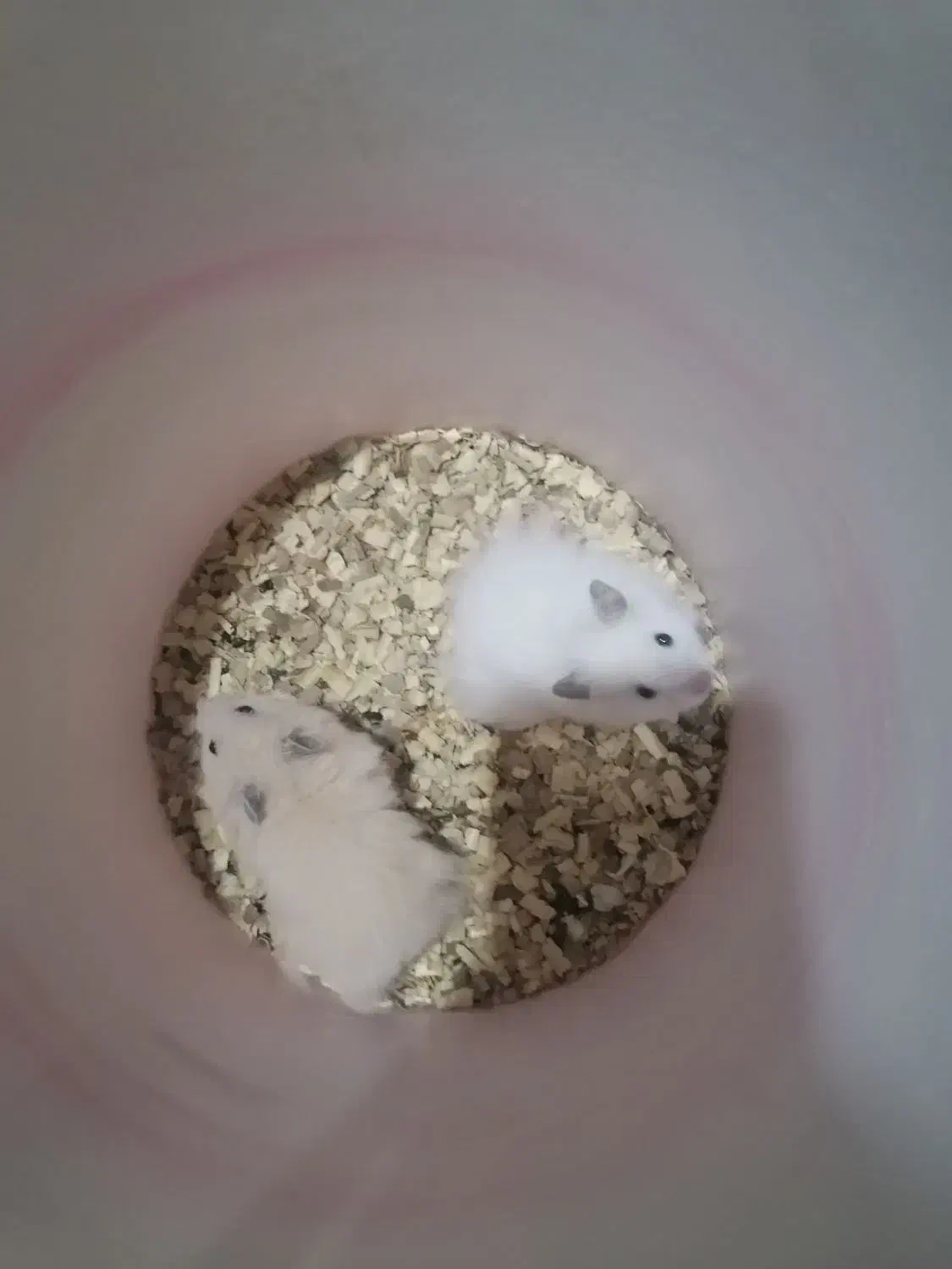 انواع همستر|موش و خرگوش|هشتگرد, شهرک صبا سوله|دیوار