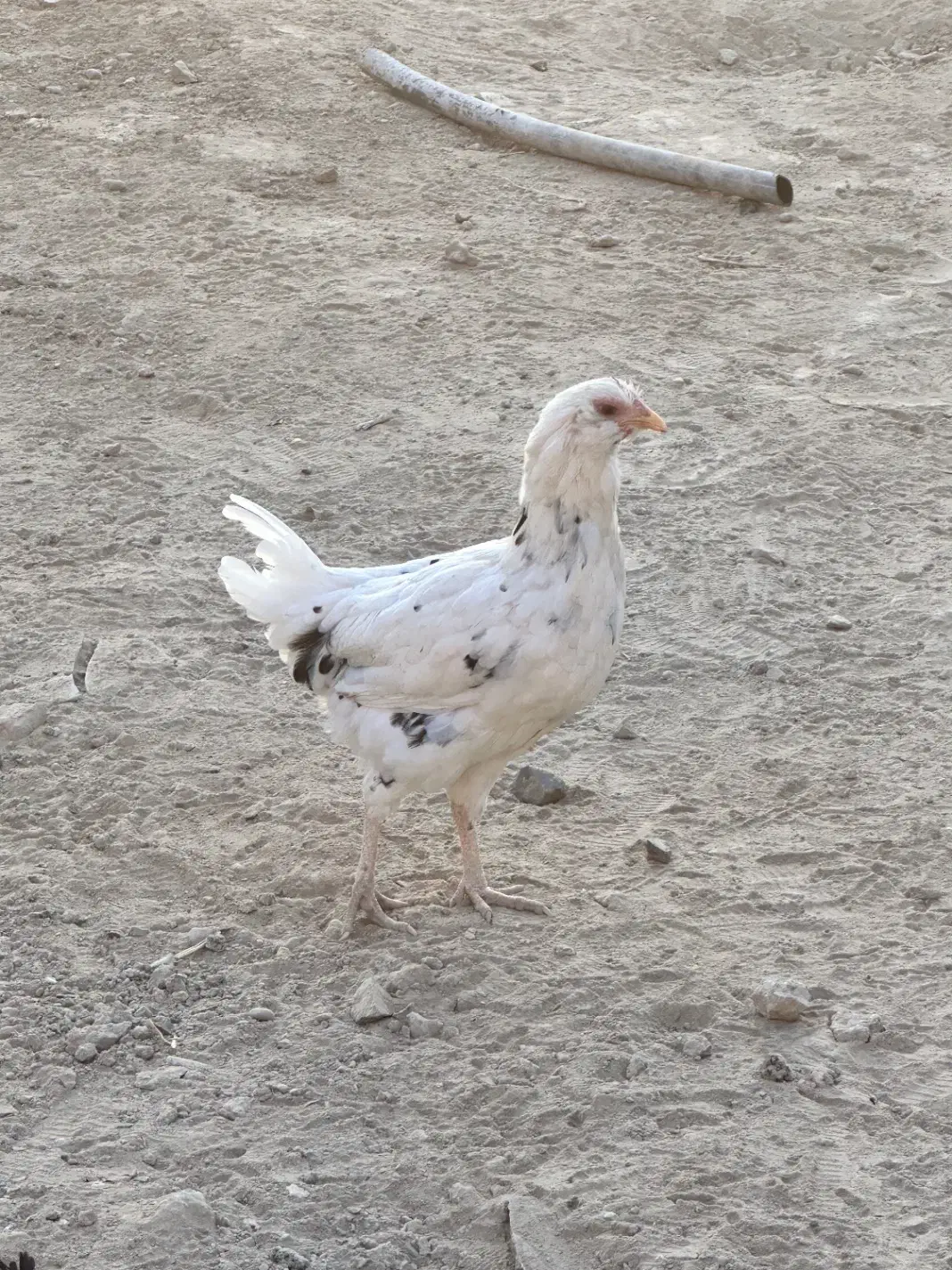 مرغ گلین|حیوانات مزرعه|صباشهر, |دیوار