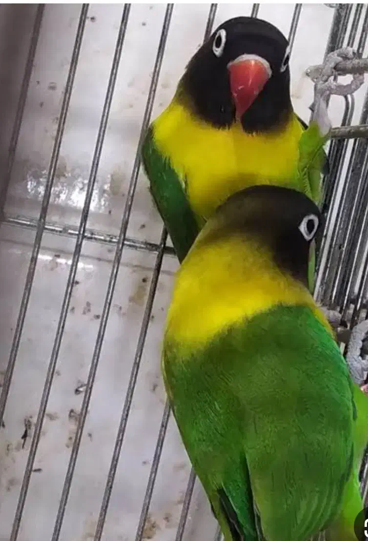 دنیای برزیلی / عروس هلندی ورق بزنید|پرنده|تهران, پرستار|دیوار