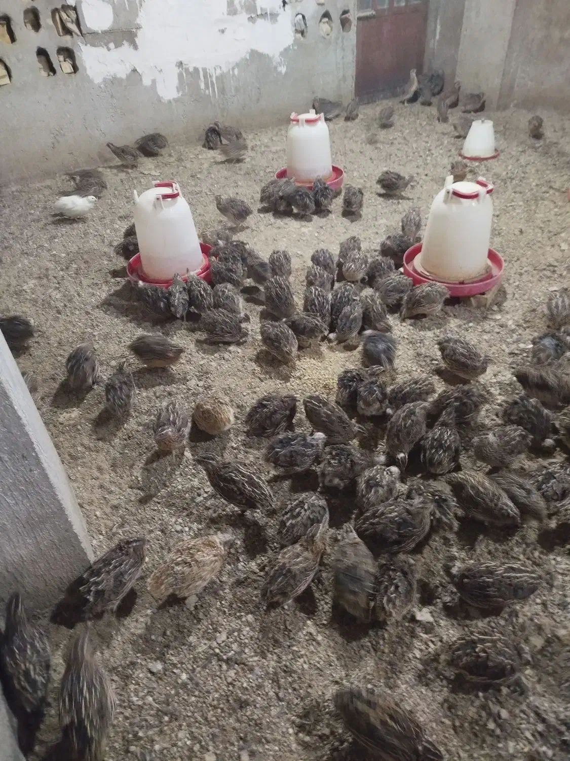 بلدرچین|حیوانات مزرعه|آزادشهر, |دیوار