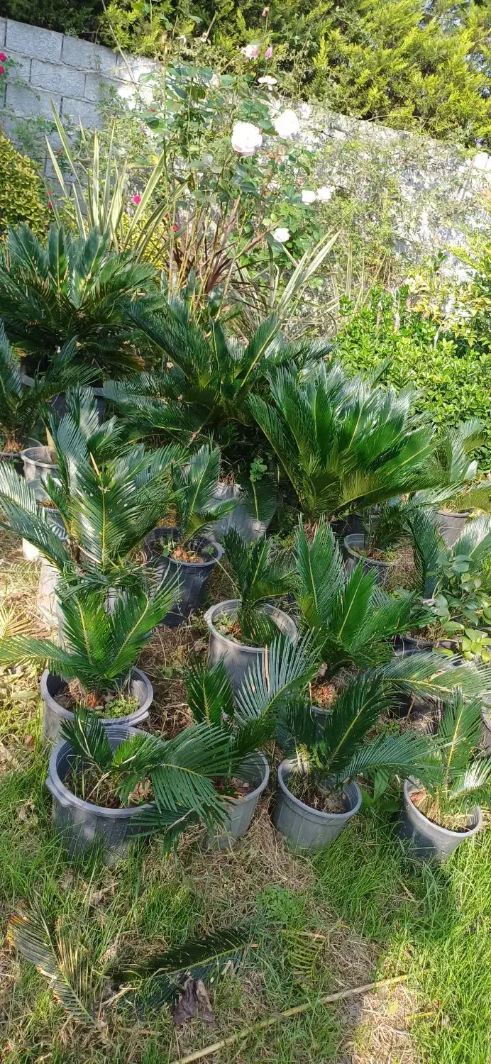 گیاه سیکاس وگل توری و شمشاد پیوندی و سرو لافسون|گل و گیاه طبیعی|چاف و چمخاله, |دیوار