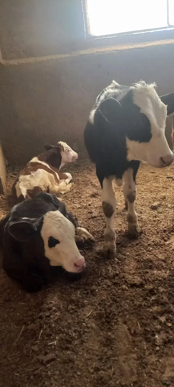 ۷راس گوسا له های سیمینتال نر وماده|حیوانات مزرعه|فرمهین, |دیوار