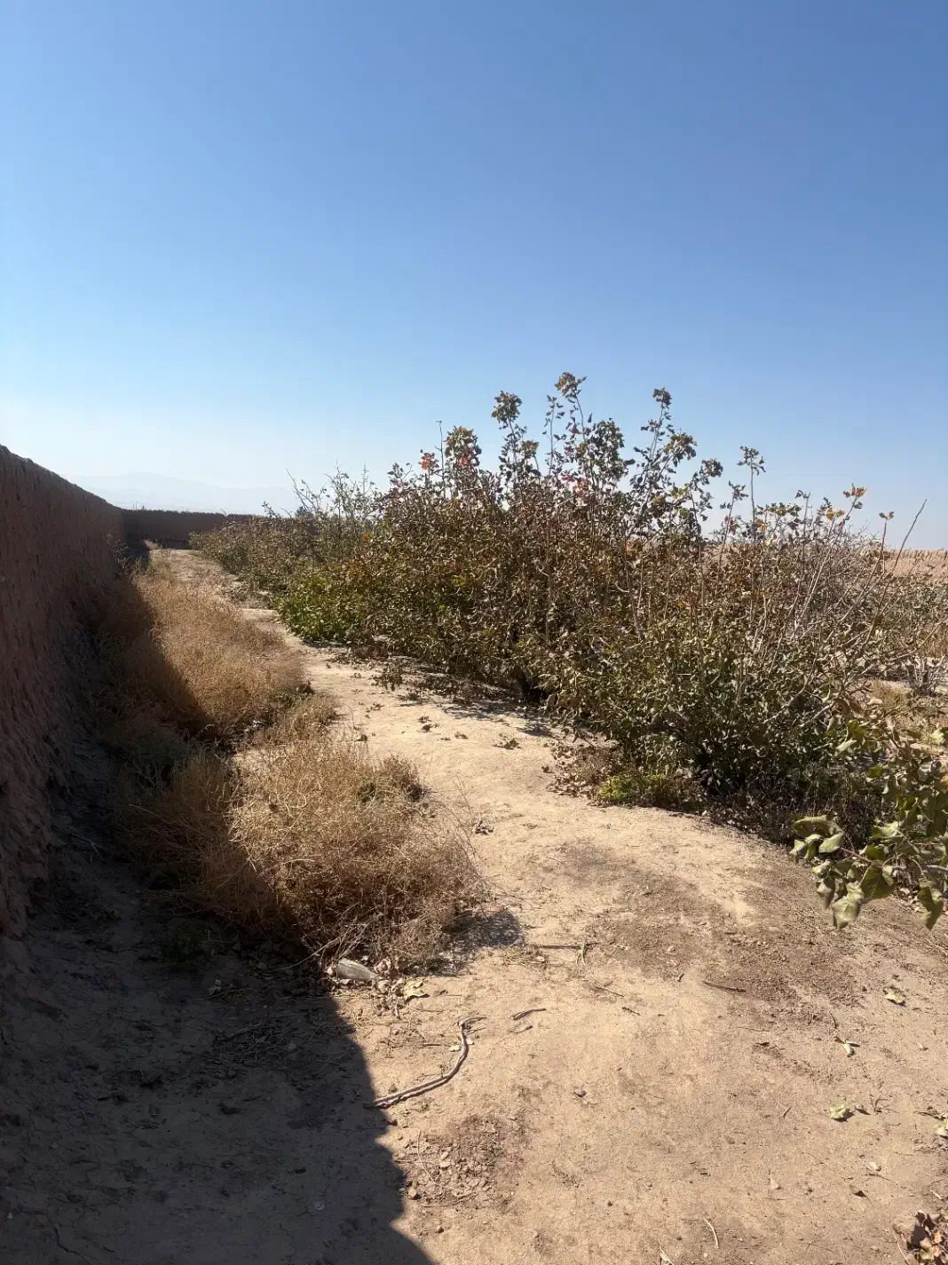 زمین پسته ای در محدوده فتح اباد شهرستان زرند|فروش زمین و ملک کلنگی|زرند, |دیوار
