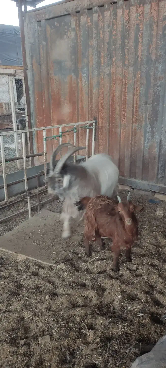 نر بز دوبور تکه شیرازی|حیوانات مزرعه|قم, قلعه صدری|دیوار