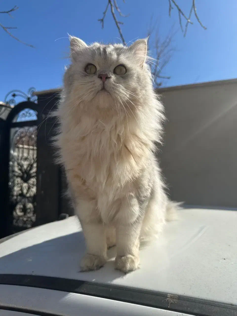 گربه بریتیش سیلور لانگهیر|گربه|تهران, شارق|دیوار