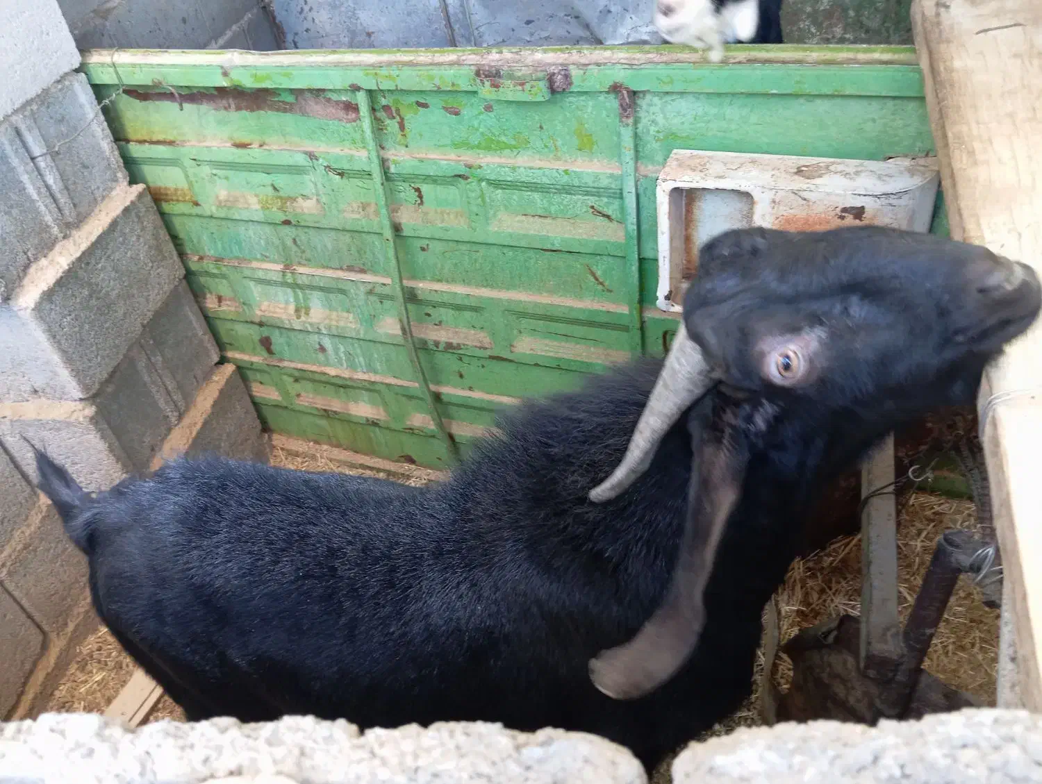 چپیش بز نر|حیوانات مزرعه|ابرکوه, |دیوار