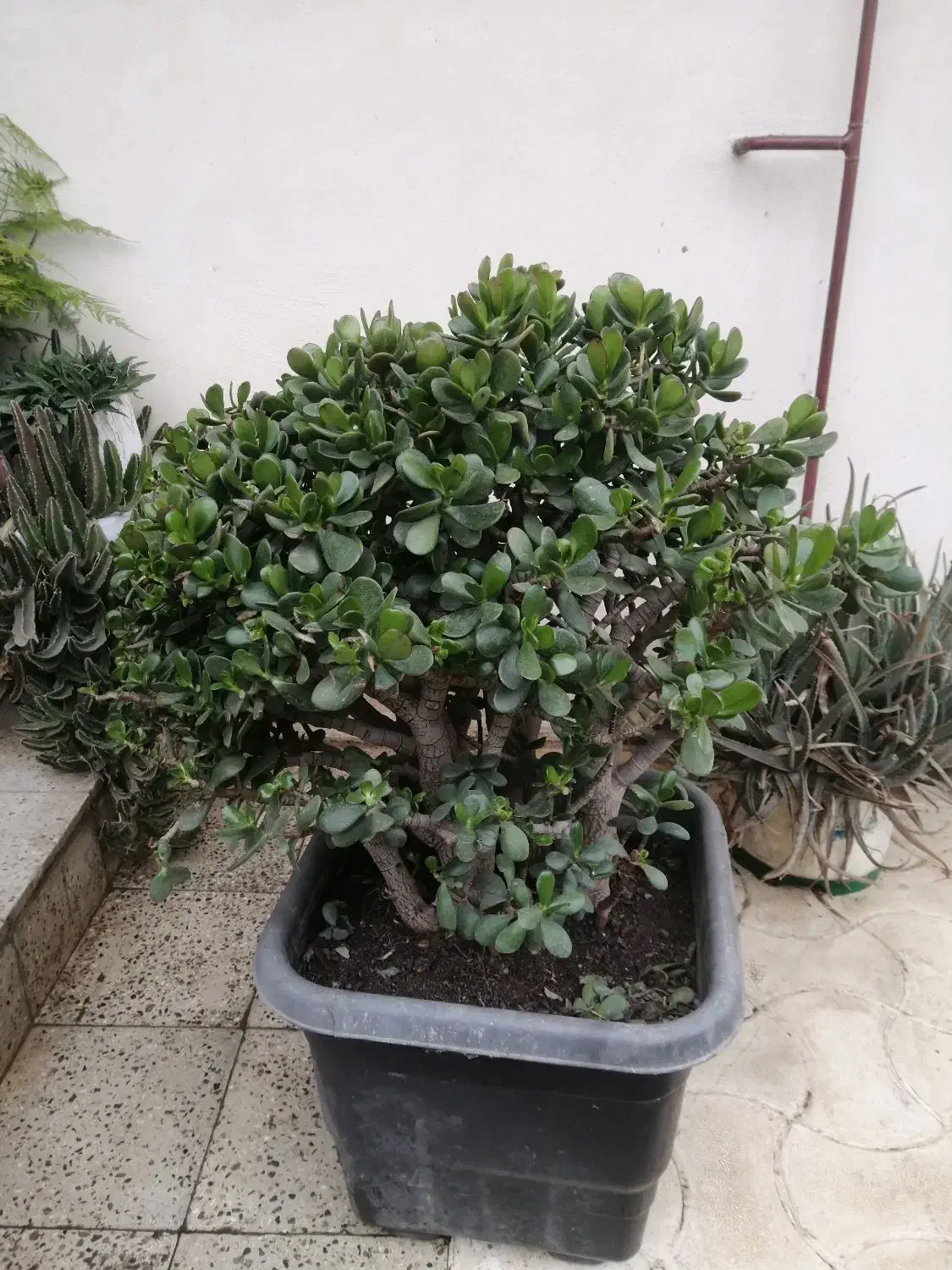 فروش درختچه کراسولا آواتا (یشم)|گل و گیاه طبیعی|اسالم, |دیوار