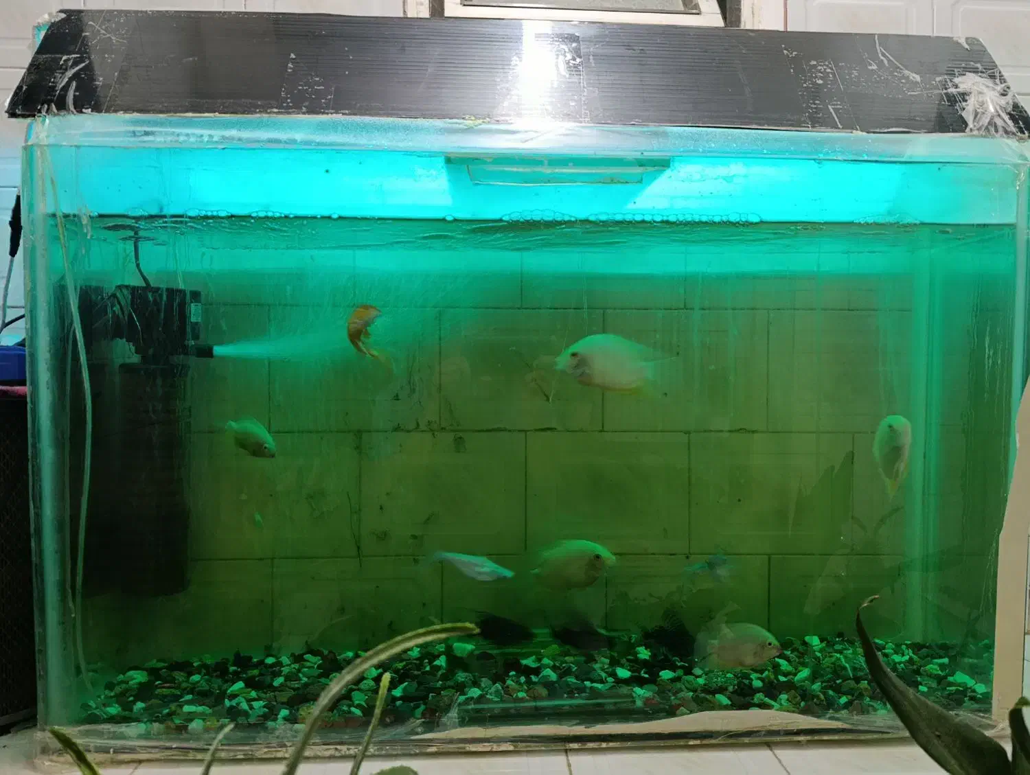 اکواریم ماهی|ماهی|قائن, |دیوار