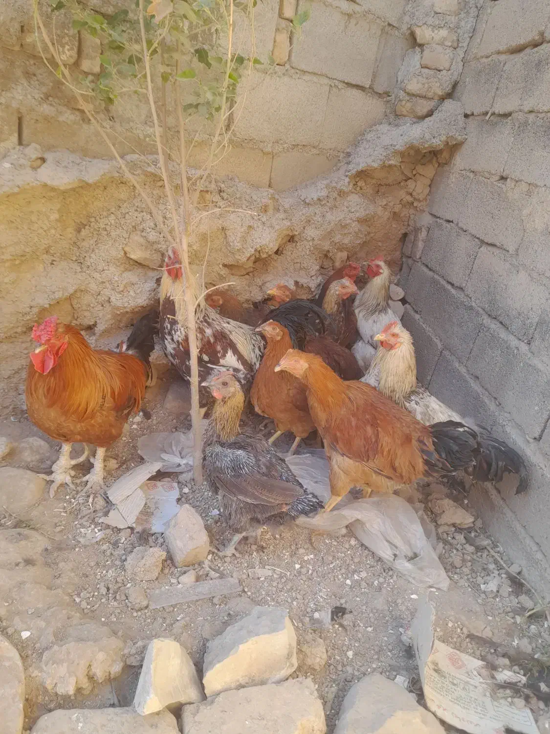 پرنده|حیوانات مزرعه|ویسیان, |دیوار