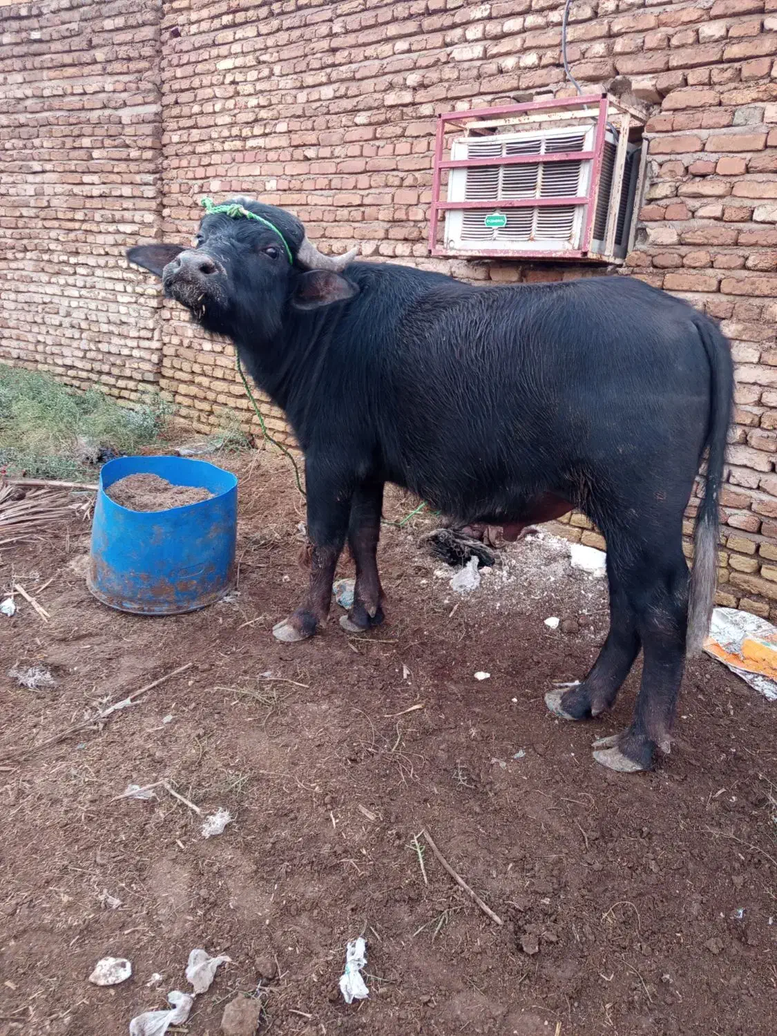 گاومیش نر دو ساله|حیوانات مزرعه|دشت آزادگان, |دیوار