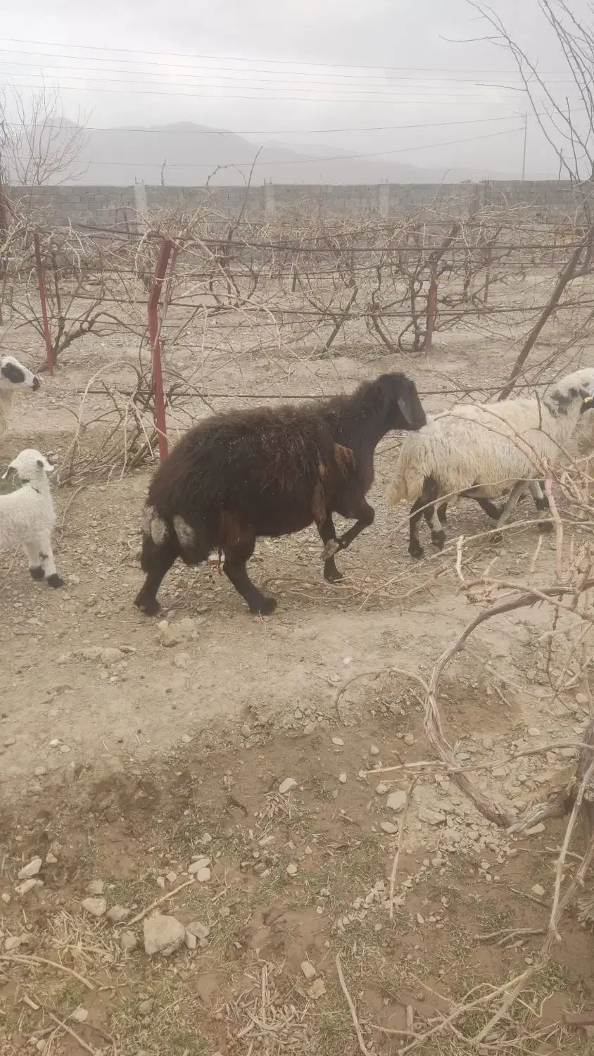 میش همو کوهبنان|حیوانات مزرعه|کوهبنان, |دیوار