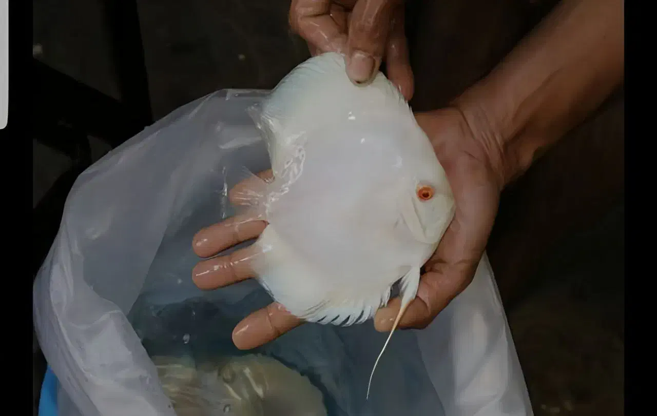 ماهی و آکواریوم|ماهی|تبریز, |دیوار