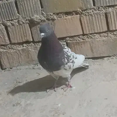 کله سرخ نر|پرنده|آباده, |دیوار