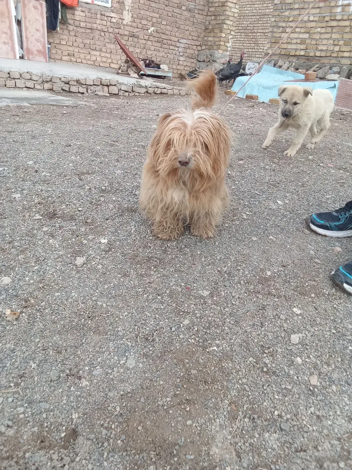 سگ شیتزو|سگ|خرم‌آباد, |دیوار