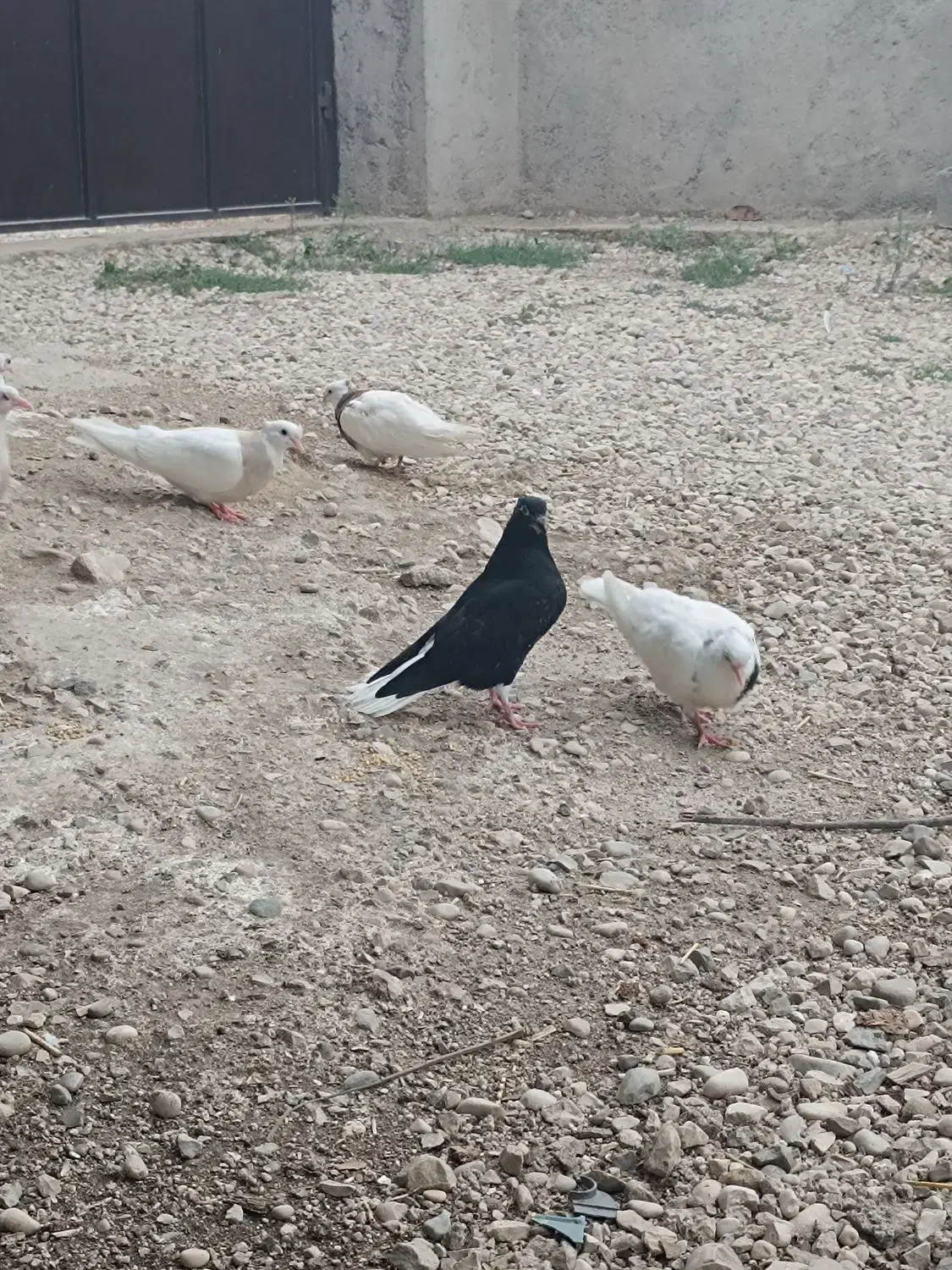 جوانه زاغ دم سفید|پرنده|گالیکش, |دیوار