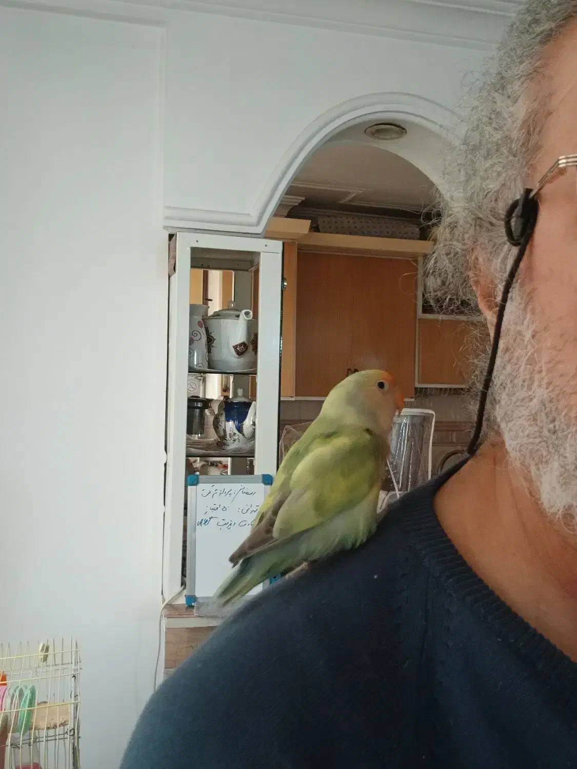 طوطی نگو بلا بگو با قفسم میدم|پرنده|ساری, |دیوار