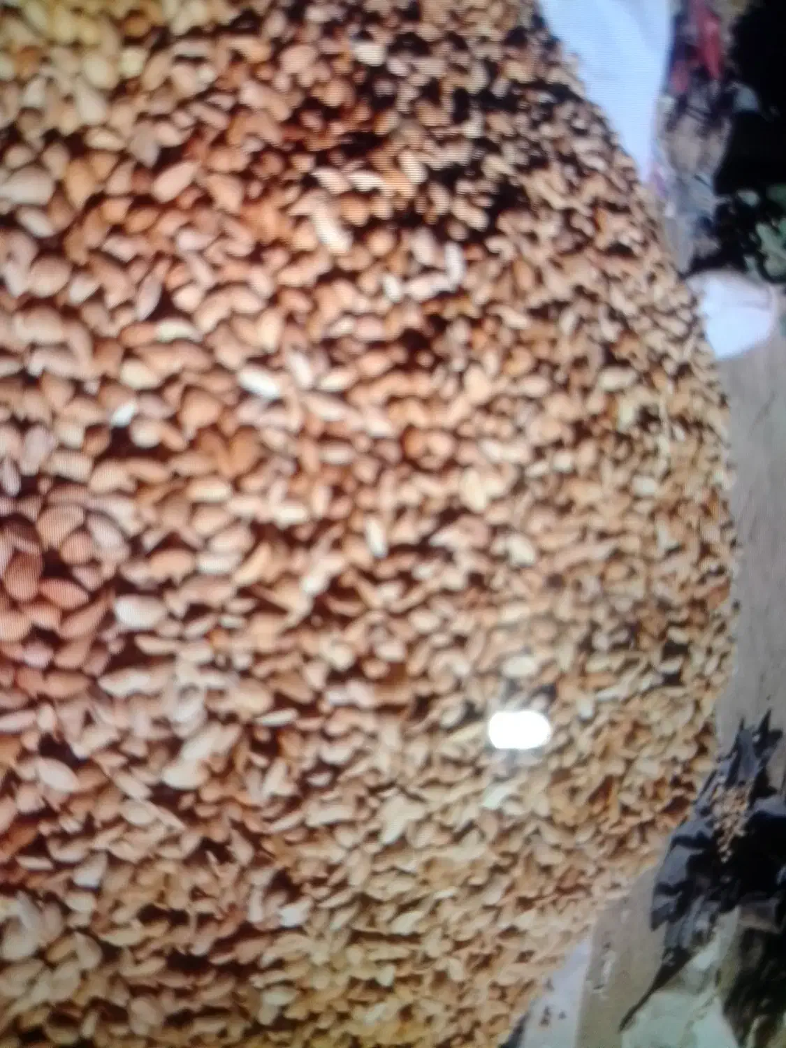 بادام|حراج|سبزوار, قصبه شرقی|دیوار