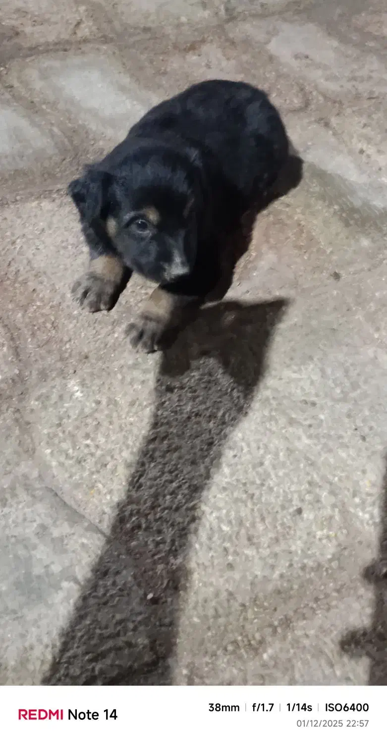 توله ژرمن فیس|سگ|خرمشهر, |دیوار