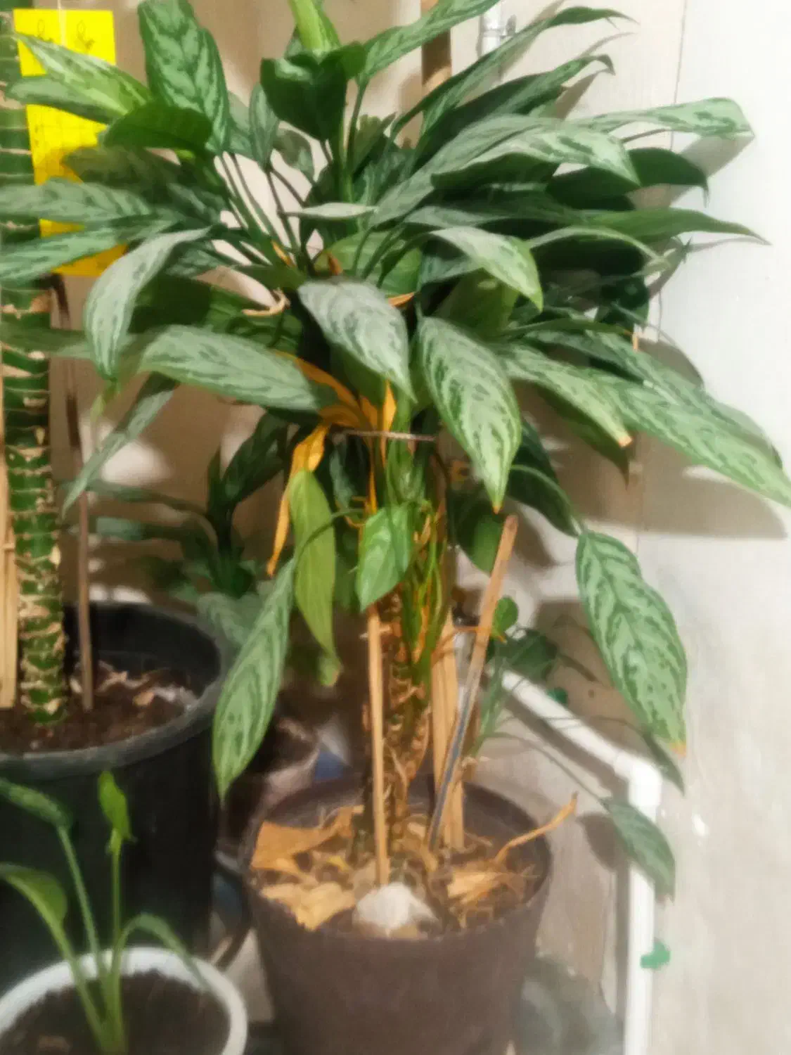 گل .|گل و گیاه طبیعی|شیراز, شهرک مهدیآباد|دیوار