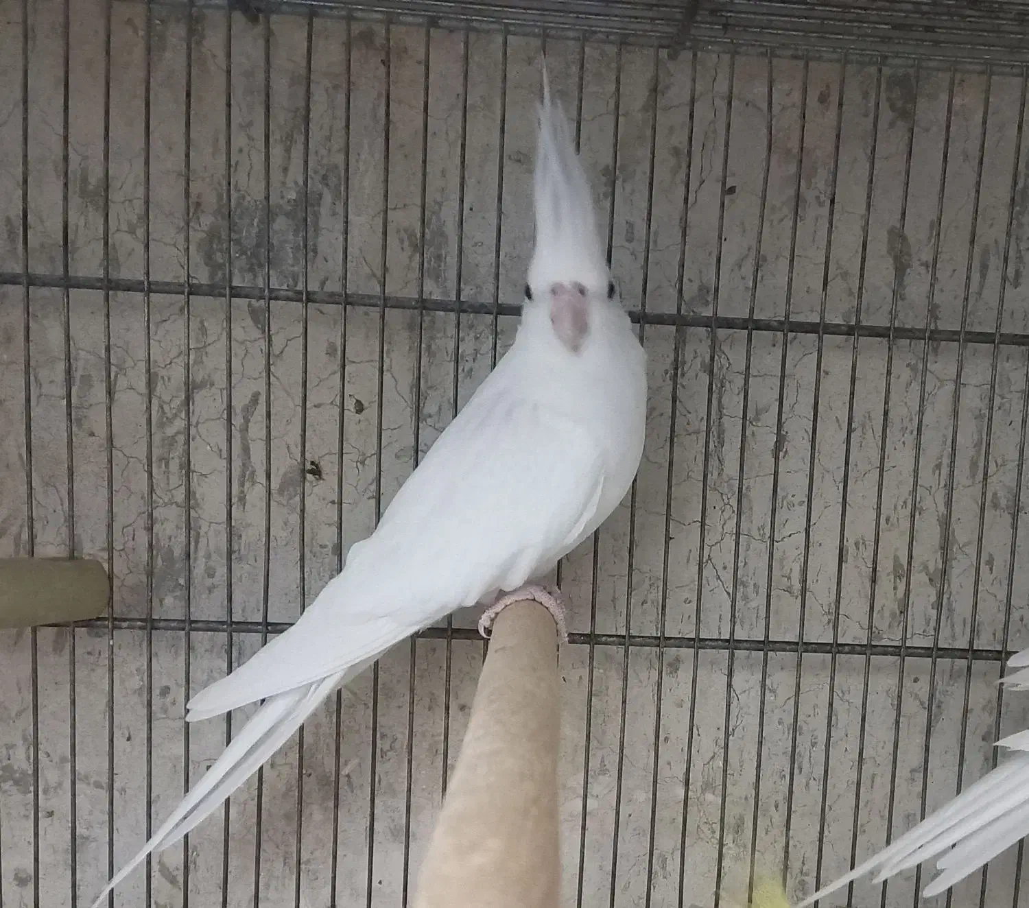 عروس هلندی بالغ آماده جفت|پرنده|هشتگرد, هیو|دیوار