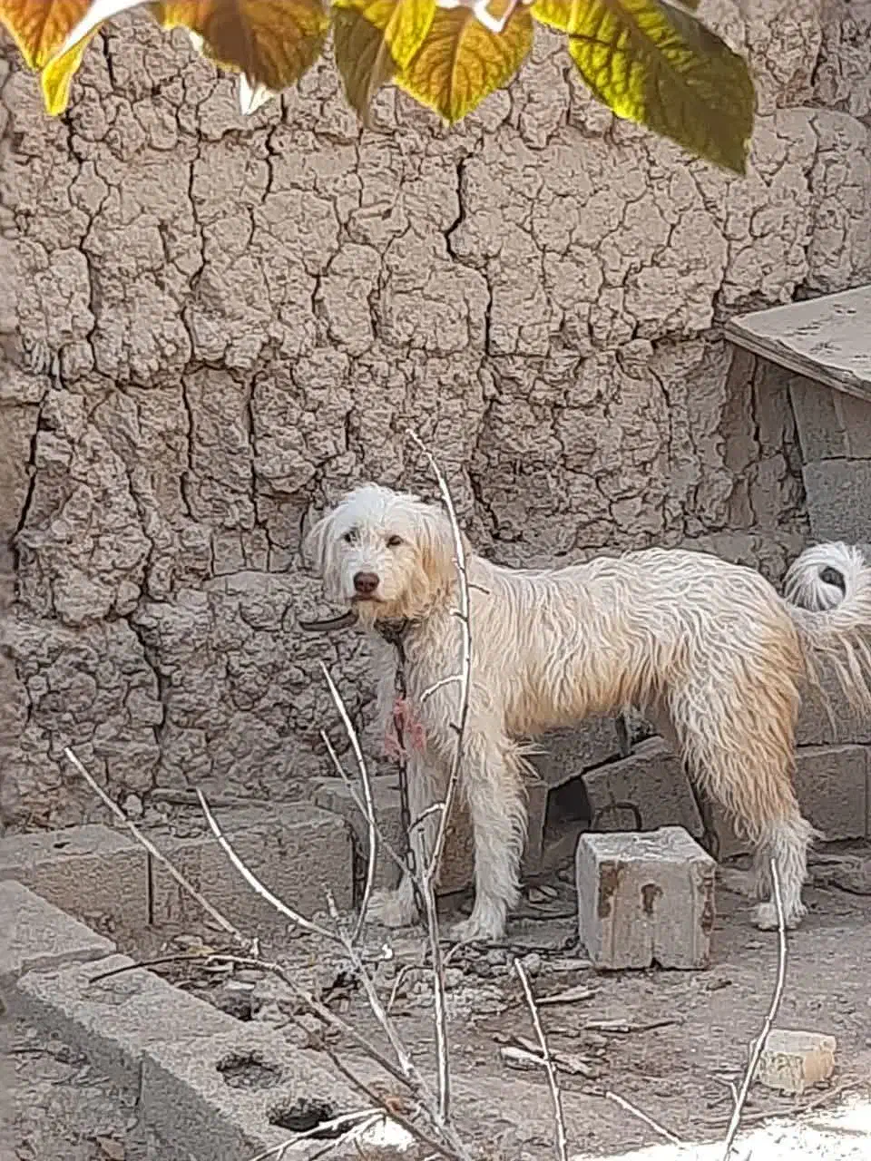 لاس ریشی|سگ|خمینی‌شهر, |دیوار