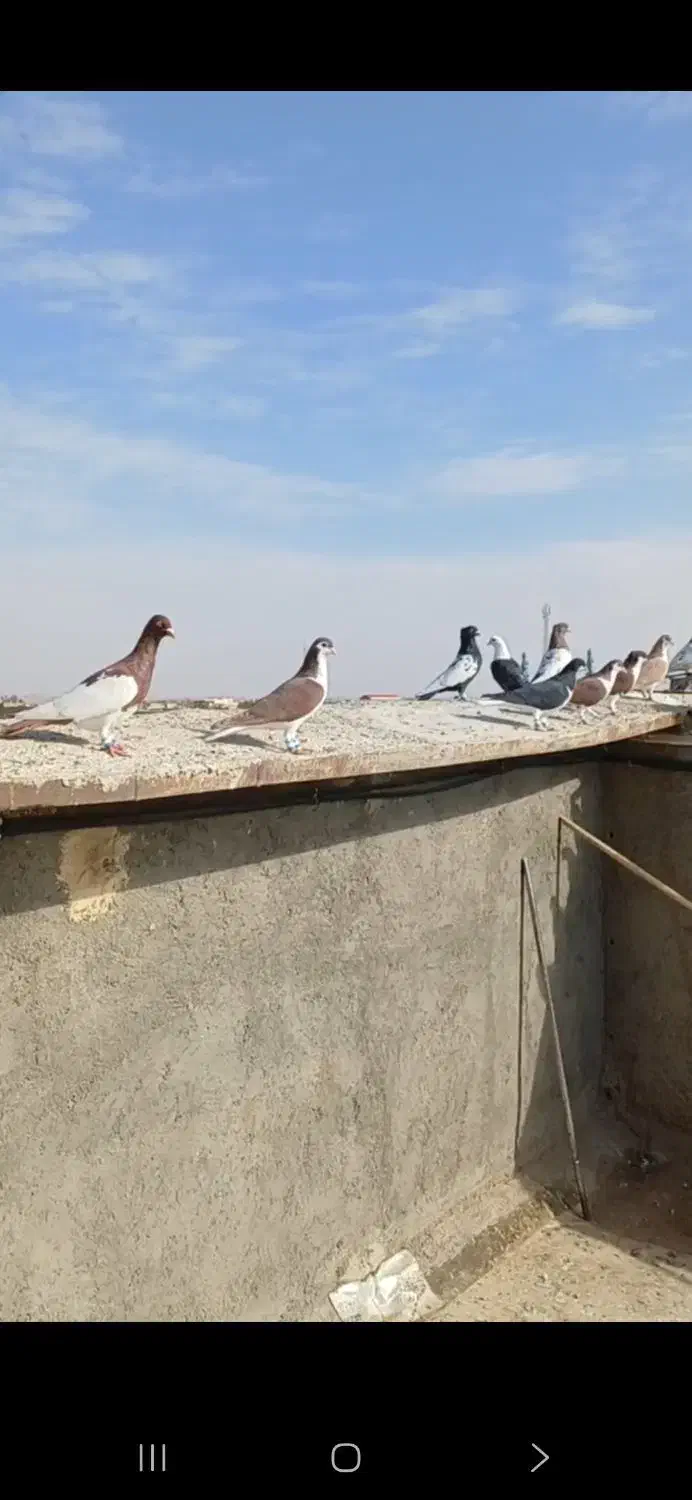 کفتر هوایی ضدوخوردی|پرنده|بردسکن, |دیوار