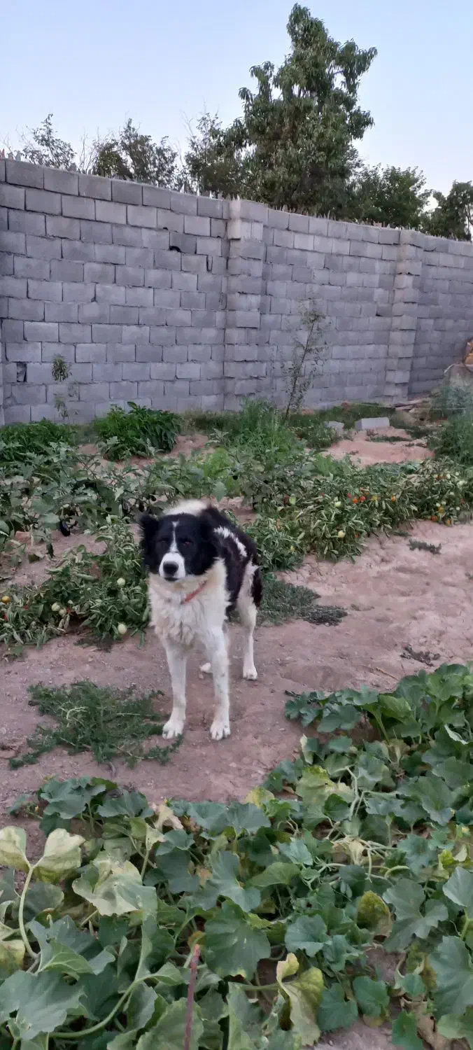 واگذاری سگ نر|سگ|لنجان, |دیوار