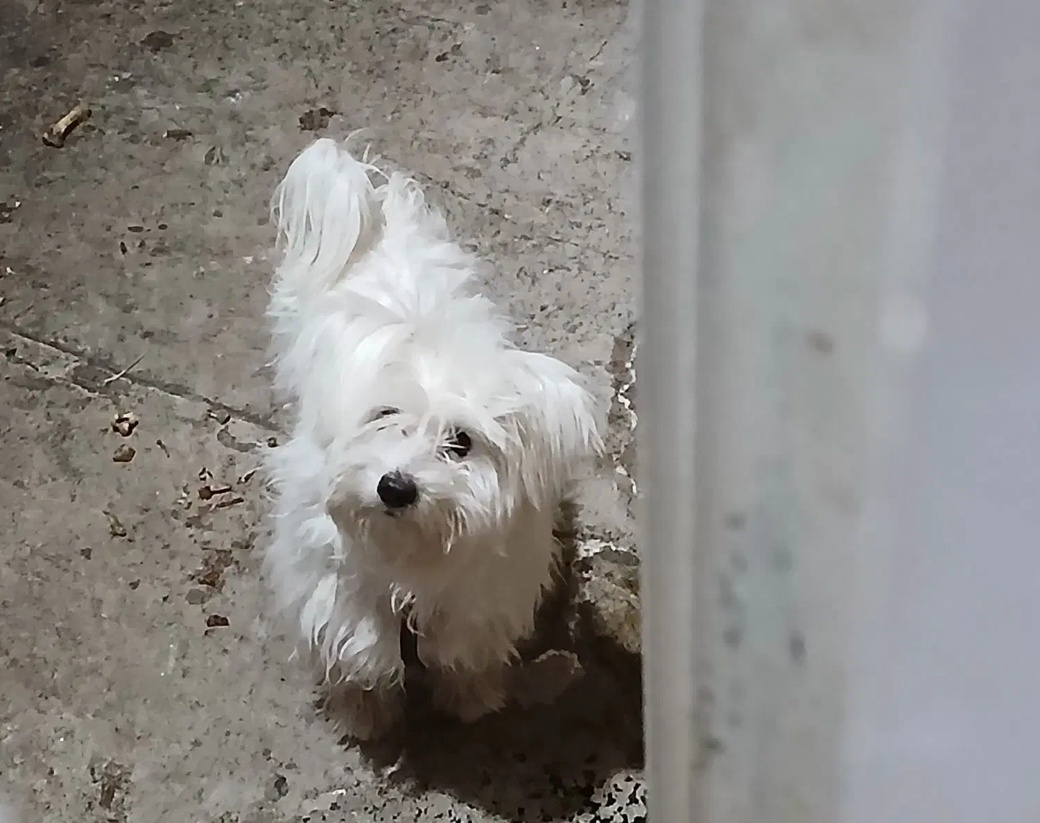 سگ شیتزو|سگ|تایباد, |دیوار